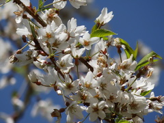 Prunus itosakura, photograph 葉子, CC0, iNaturalist via GBIF
