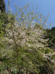 Prunus itosakura, photograph 葉子, CC0, iNaturalist via GBIF