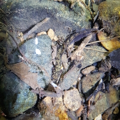 Onychodactylus koreanus