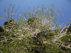 Prunus itosakura, photograph 葉子, CC0, iNaturalist via GBIF