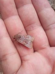 Hampsonodes mastoides