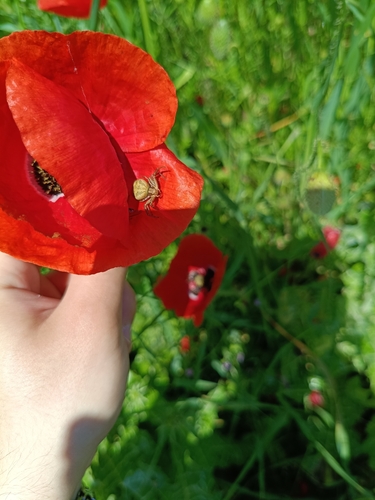 Ground Crab Spiders