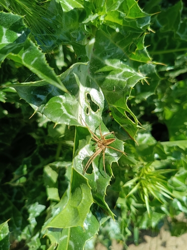 Pisaura