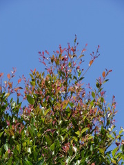 Syzygium formosanum