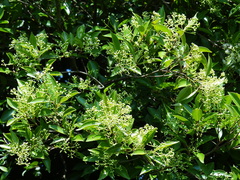 Syzygium formosanum