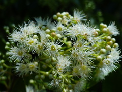 Syzygium formosanum