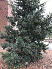 Podocarpus macrophyllus maki