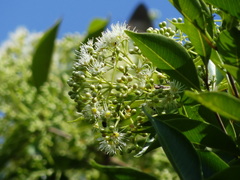 Syzygium formosanum