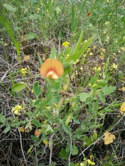 Lathyrus hierosolymitanus