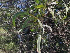 Acacia harpophylla