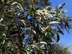 Acacia harpophylla