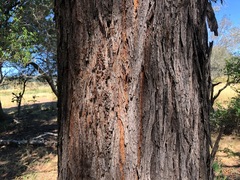 Acacia harpophylla