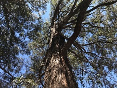 Acacia harpophylla