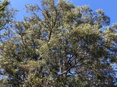 Acacia harpophylla