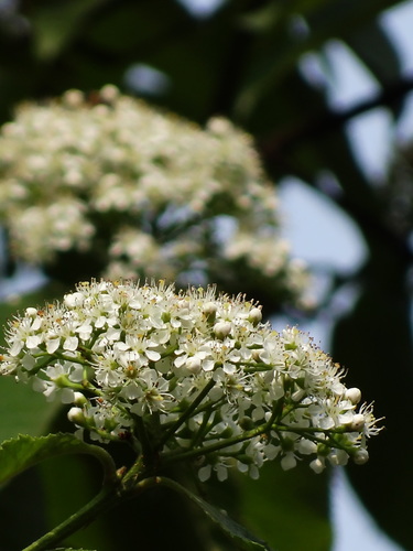 Image of Photinia Beauverdiana (Photinia beauverdiana) by no rights reserved