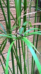 Ranoidea phyllochroa