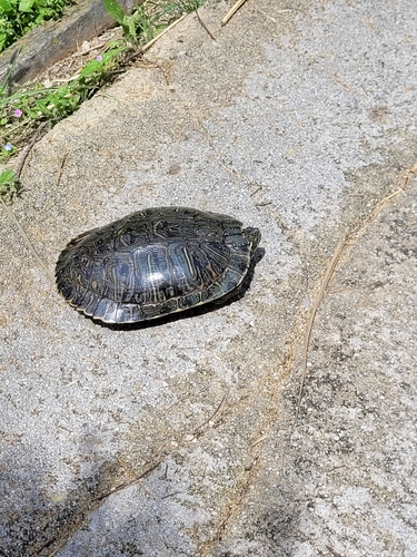 Trachemys scripta