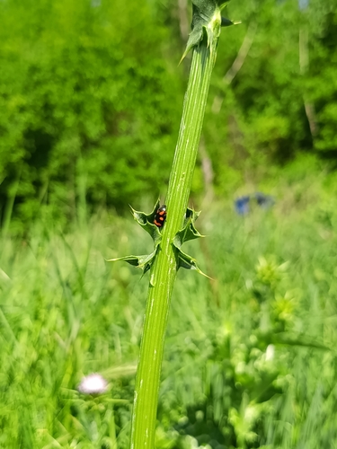 Cercopis