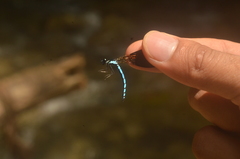 Rhinocypha frontalis