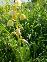 Fritillaria persica