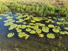 Nymphaea nouchali caerulea