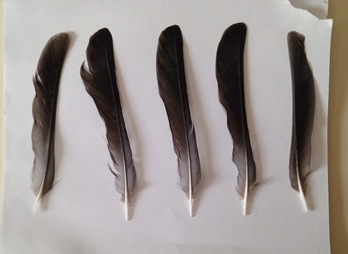 Plume de Grive litorne