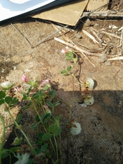 Trifolium eriosphaerum