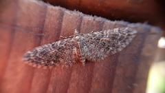 Eupithecia abbreviata