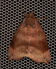 Bastilla hamatilis