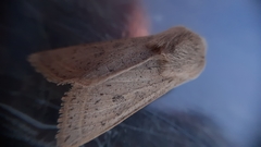 Orthosia gracilis
