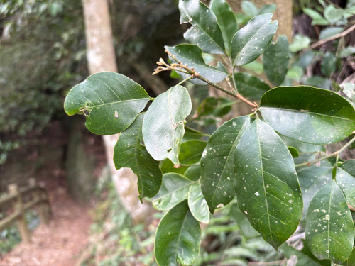 Glycosmis parviflora, photograph 5