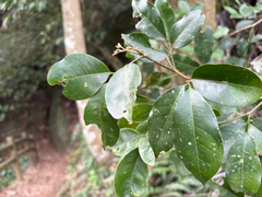 Glycosmis parviflora, photograph (c) 黃美滿, some rights reserved (CC BY)