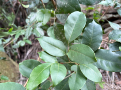 Glycosmis parviflora, photograph (c) 黃美滿, some rights reserved (CC BY)