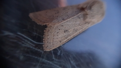 Orthosia gracilis