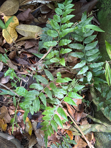 Lomagramma observed 2026-05-08