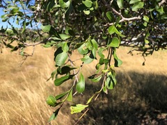 Alectryon diversifolius