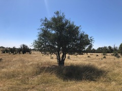 Alectryon diversifolius