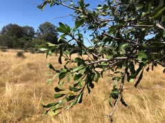 Alectryon diversifolius