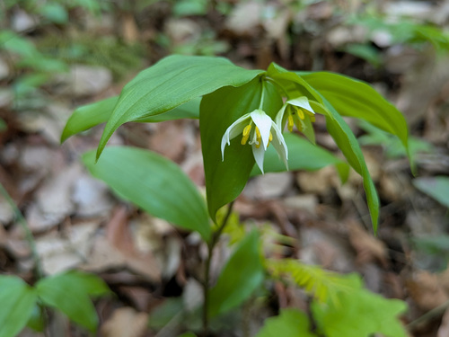Disporum smilacinum, photograph 4