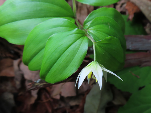 Disporum smilacinum, photograph 6