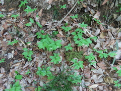 Disporum smilacinum, photograph (c) Timur Kalininsky, some rights reserved (CC BY)