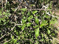 Alectryon diversifolius