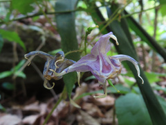 Epimedium grandiflorum, photograph (c) Timur Kalininsky, some rights reserved (CC BY)