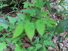 Epimedium grandiflorum, photograph (c) Timur Kalininsky, some rights reserved (CC BY)