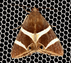 Grammodes oculicola