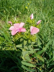 Linum pubescens