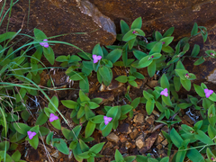 Tradescantia brevifolia