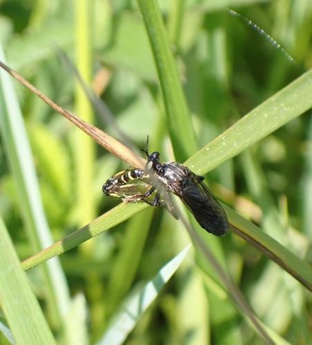violet black-legged robber fly, 4121 KK Everdingen, Nederland, photo 5 of 10