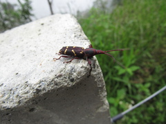 Arrhenodini