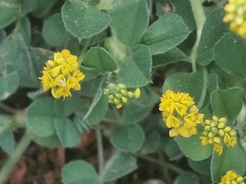 Medicago lupulina iNat (3)